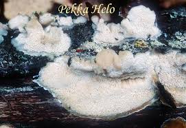 Attēlu rezultāti vaicājumam “Antrodiella semisupina”