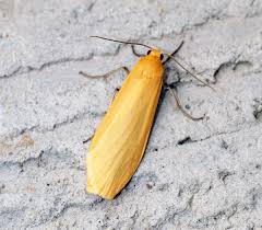 Attēlu rezultāti vaicājumam “Eilema sororcula”