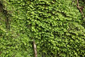 Attēlu rezultāti vaicājumam “Diplophyllum albicans”