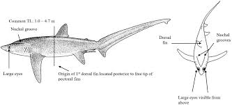 Image result for Alopias superciliosus