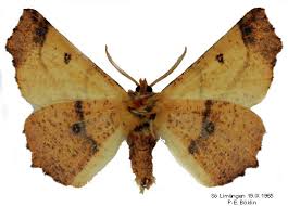 Attēlu rezultāti vaicājumam “Ennomos autumnaria male”