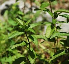 Image result for Menta x piperita