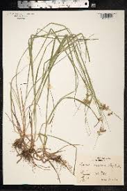 Attēlu rezultāti vaicājumam “Luzula luzuloides”