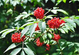 Attēlu rezultāti vaicājumam “Sambucus racemosa leaf”