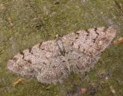 Attēlu rezultāti vaicājumam “Aethalura punctulata”