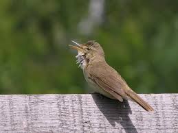 Attēlu rezultāti vaicājumam “Acrocephalus dumetorum”