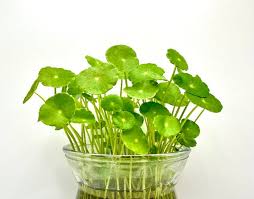 Attēlu rezultāti vaicājumam “Hydrocotyle vulgaris bud”