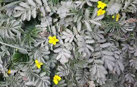Image result for Potentilla anserina