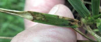 Attēlu rezultāti vaicājumam “Uromyces dactylidis”