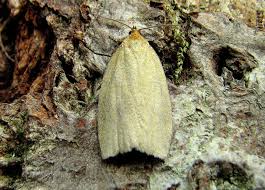 Attēlu rezultāti vaicājumam “Aphelia paleana”