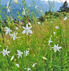 Attēlu rezultāti vaicājumam “Anthericum ramosum”