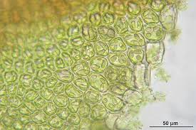 Attēlu rezultāti vaicājumam “Frullania tamarisci macro”