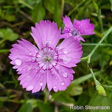 Attēlu rezultāti vaicājumam “Dianthus deltoides flower”