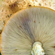 Attēlu rezultāti vaicājumam “Pholiota squarrosoides”