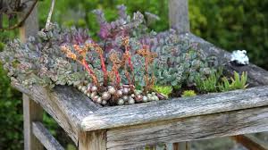 Image result for echtes Hauswurz