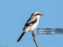 Attēlu rezultāti vaicājumam “Lanius excubitor adult”