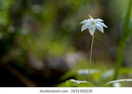 Attēlu rezultāti vaicājumam “Trientalis europaea flower”