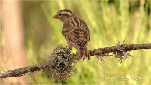 Image result for Petronia petronia