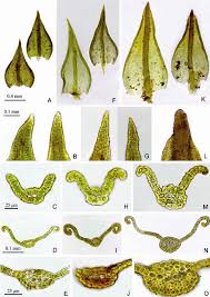 Attēlu rezultāti vaicājumam “Didymodon rigidulus”