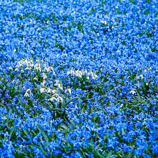 Attēlu rezultāti vaicājumam “Scilla siberica”