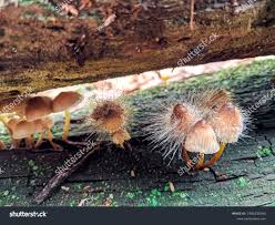 Attēlu rezultāti vaicājumam “Spinellus fusiger”