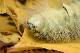 Attēlu rezultāti vaicājumam “Calliteara pudibunda larva”