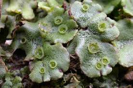 Attēlu rezultāti vaicājumam “Saelania glaucescens sporophyte”