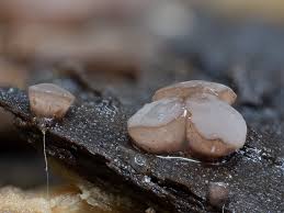 Attēlu rezultāti vaicājumam “Ombrophila violacea”