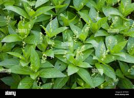 Attēlu rezultāti vaicājumam “Mercurialis perennis bud”