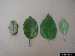 Attēlu rezultāti vaicājumam “Frangula alnus leaf”