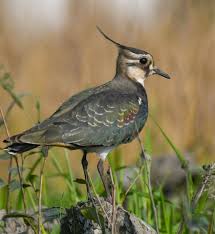 Attēlu rezultāti vaicājumam “Vanellus vanellus”