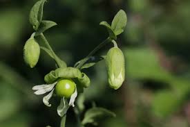 Attēlu rezultāti vaicājumam “Silene baccifera”