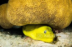 Image result for Gymnothorax funebris