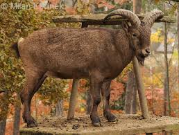 Attēlu rezultāti vaicājumam “Capra juvenile”