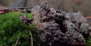 Attēlu rezultāti vaicājumam “Cribraria tenella spores”