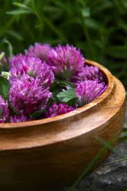Attēlu rezultāti vaicājumam “Trifolium pratense flower”