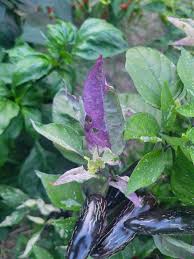 Afbeeldingsresultaat voor biker billy jalapeno hot pepper