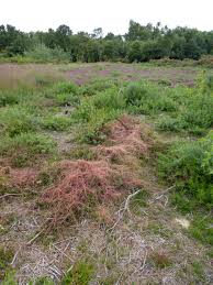 Attēlu rezultāti vaicājumam “Cuscuta epithymum subsp. trifolii flower”