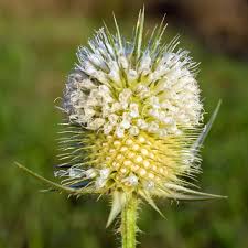 Image result for Dipsacus laciniatus