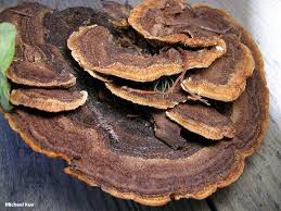 Attēlu rezultāti vaicājumam “Gloeophyllum abietinum”