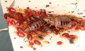Image result for bed bugs