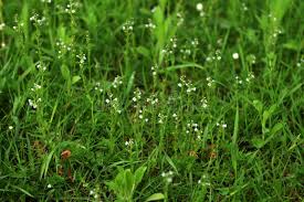 Attēlu rezultāti vaicājumam “Veronica serpyllifolia flower”