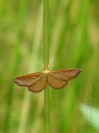 Attēlu rezultāti vaicājumam “Idaea serpentata”