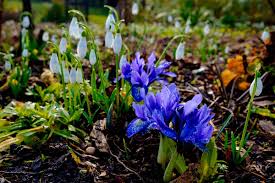 Attēlu rezultāti vaicājumam “Iris reticulata flower”