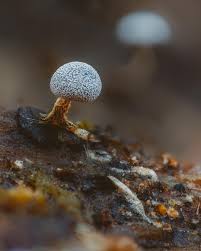 Attēlu rezultāti vaicājumam “Physarum leucophaeum stalked”