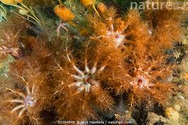 Image result for Cucumaria frondosa