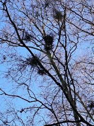 Attēlu rezultāti vaicājumam “Taphrina betulina”