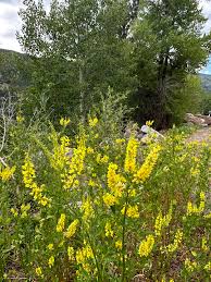 Attēlu rezultāti vaicājumam “Melilotus”