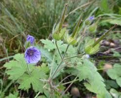 Attēlu rezultāti vaicājumam “Geranium bohemicum bud”
