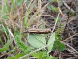 Attēlu rezultāti vaicājumam “Agriphila tristella”